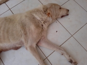 IMG-20220729-WA0002
